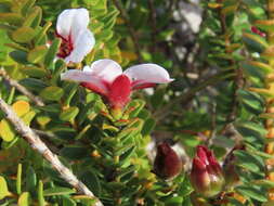 Image of Adenandra villosa subsp. villosa