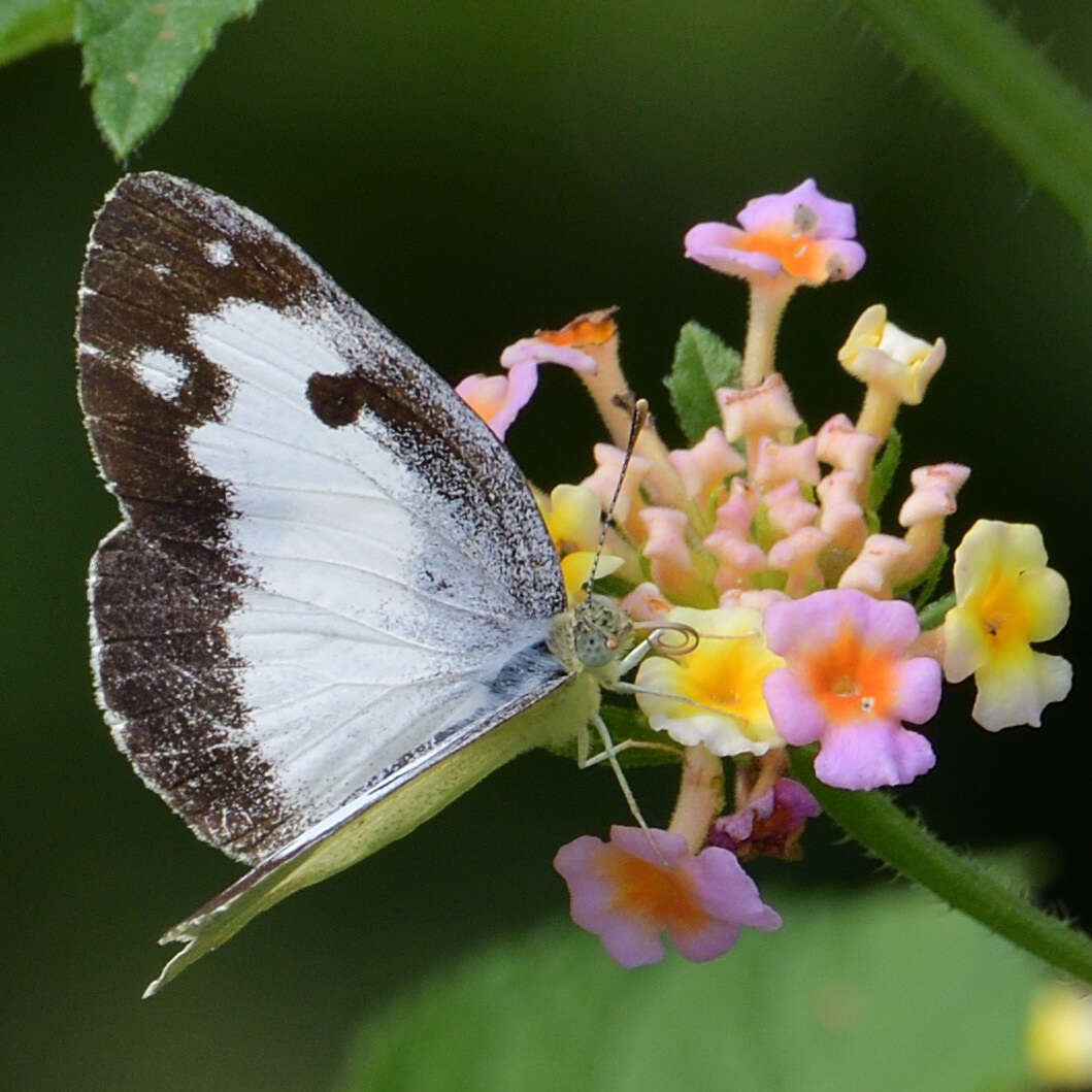 Image of Blue-spotted arab