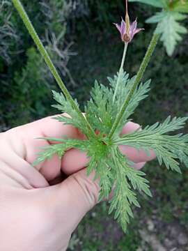 Image of Geranium atlanticum Boiss.