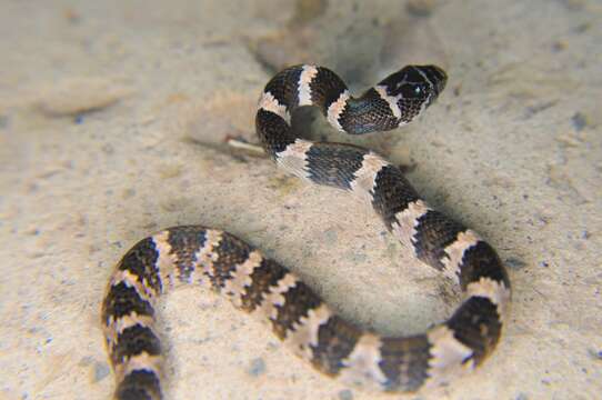 Image of Mexican Lyre Snake