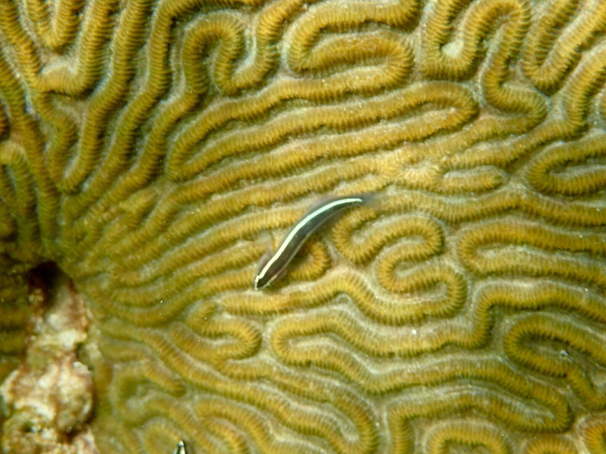 Image of Broadstripe goby