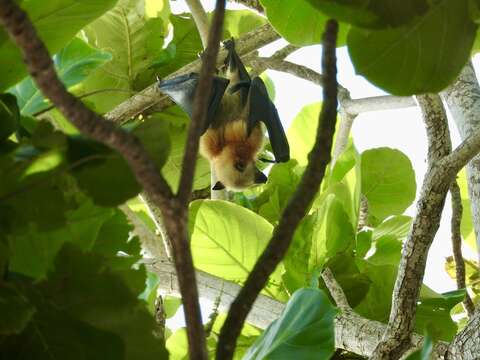 Image of Aldabra Flying Fox