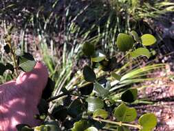 Sivun Psydrax odorata subsp. buxifolia (Benth.) S. T. Reynolds kuva