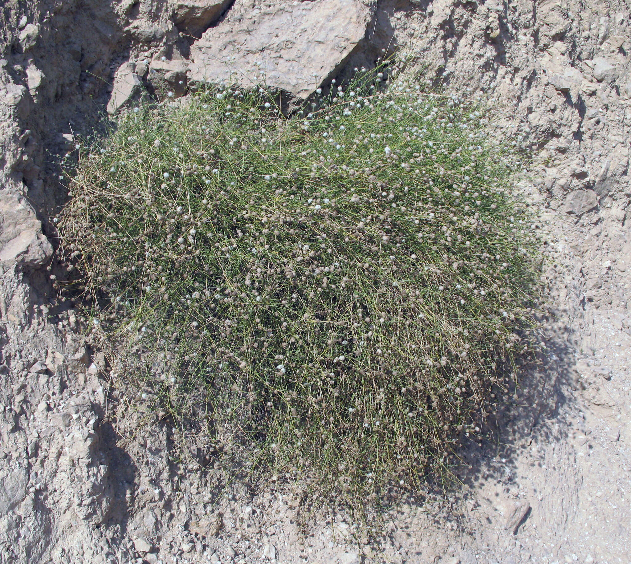 Слика од Gypsophila capitata Bieb.