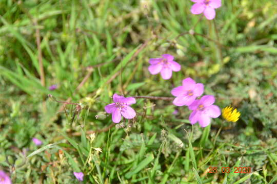 Imagem de Erodium acaule (L.) Becherer & Thell.