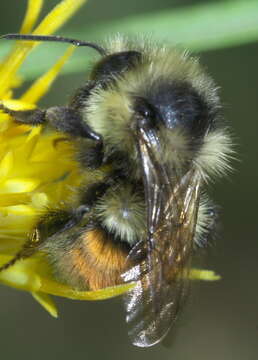 Image of Two Form Bumble Bee