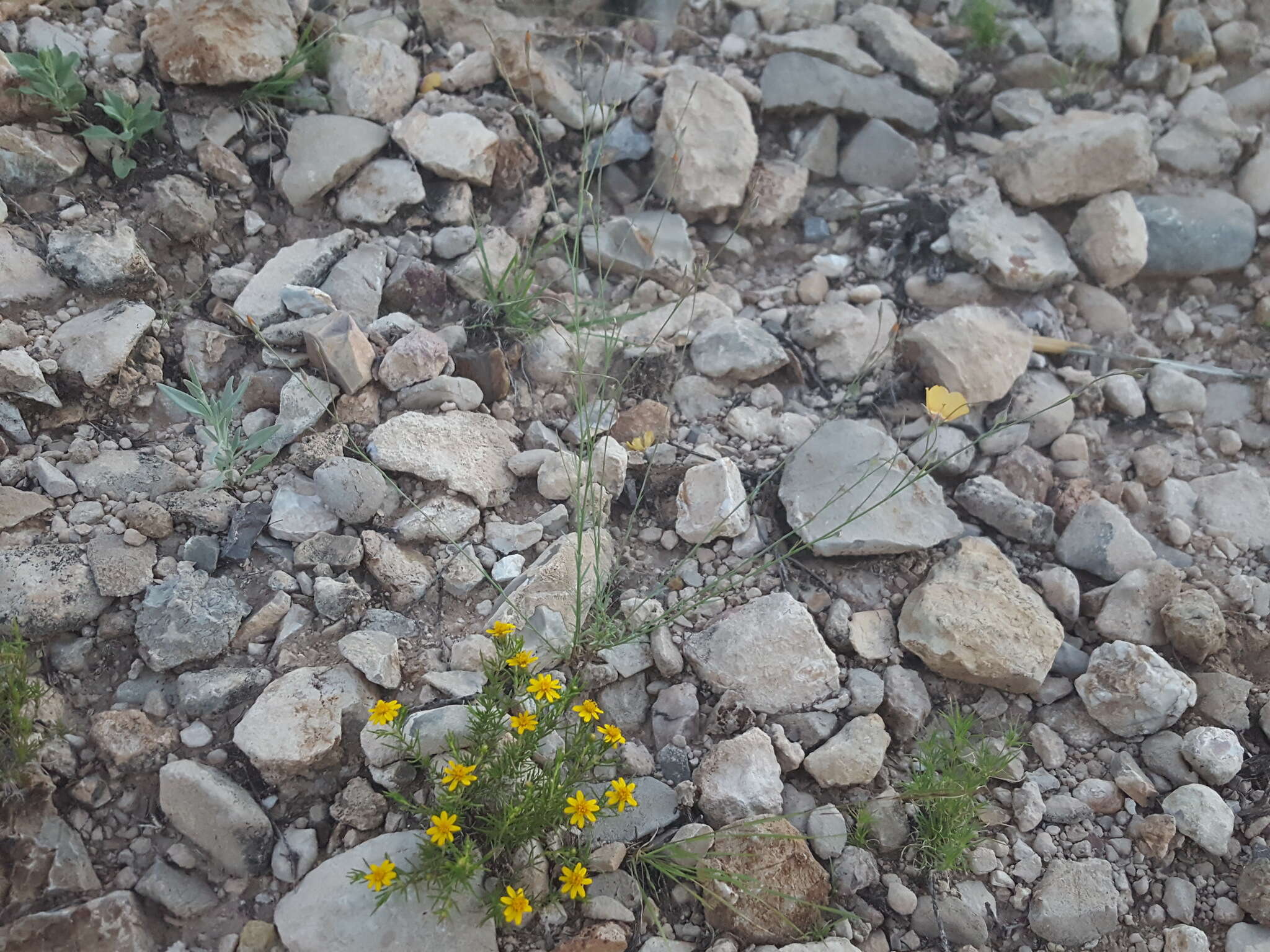 Слика од Linum vernale Woot.