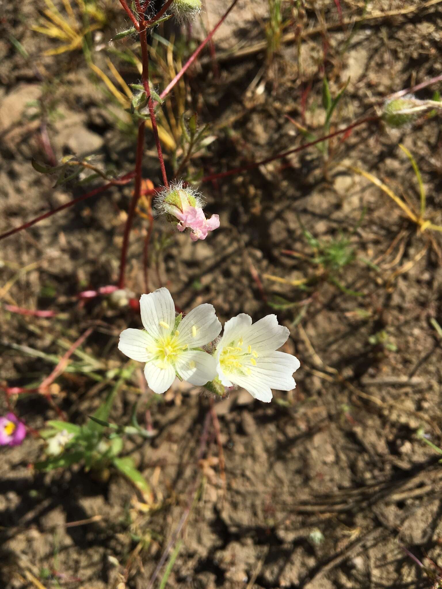 Image of white meadowfoam