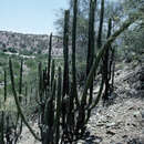 Image de Castellanosia caineana Cárdenas