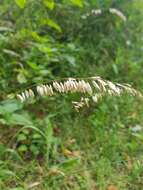 Image of Siberian melicgrass