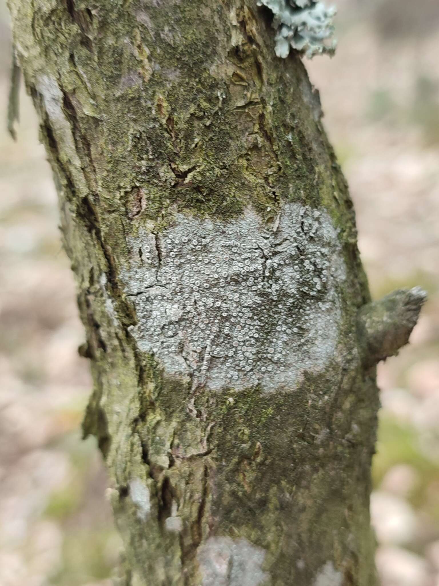 Imagem de Lecanora chlarotera Nyl.