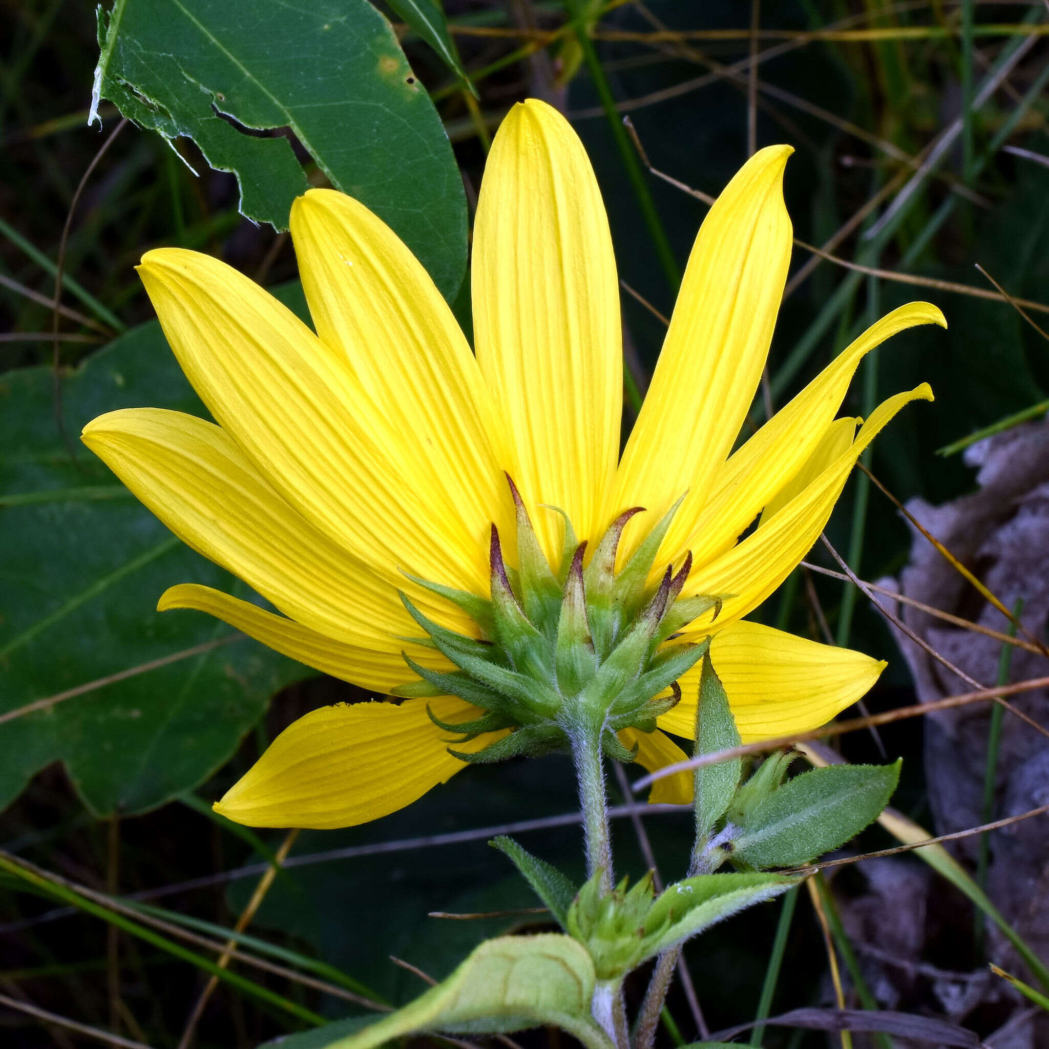 Imagem de Helianthus strumosus L.