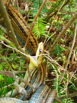 Image of Japanese striped snake