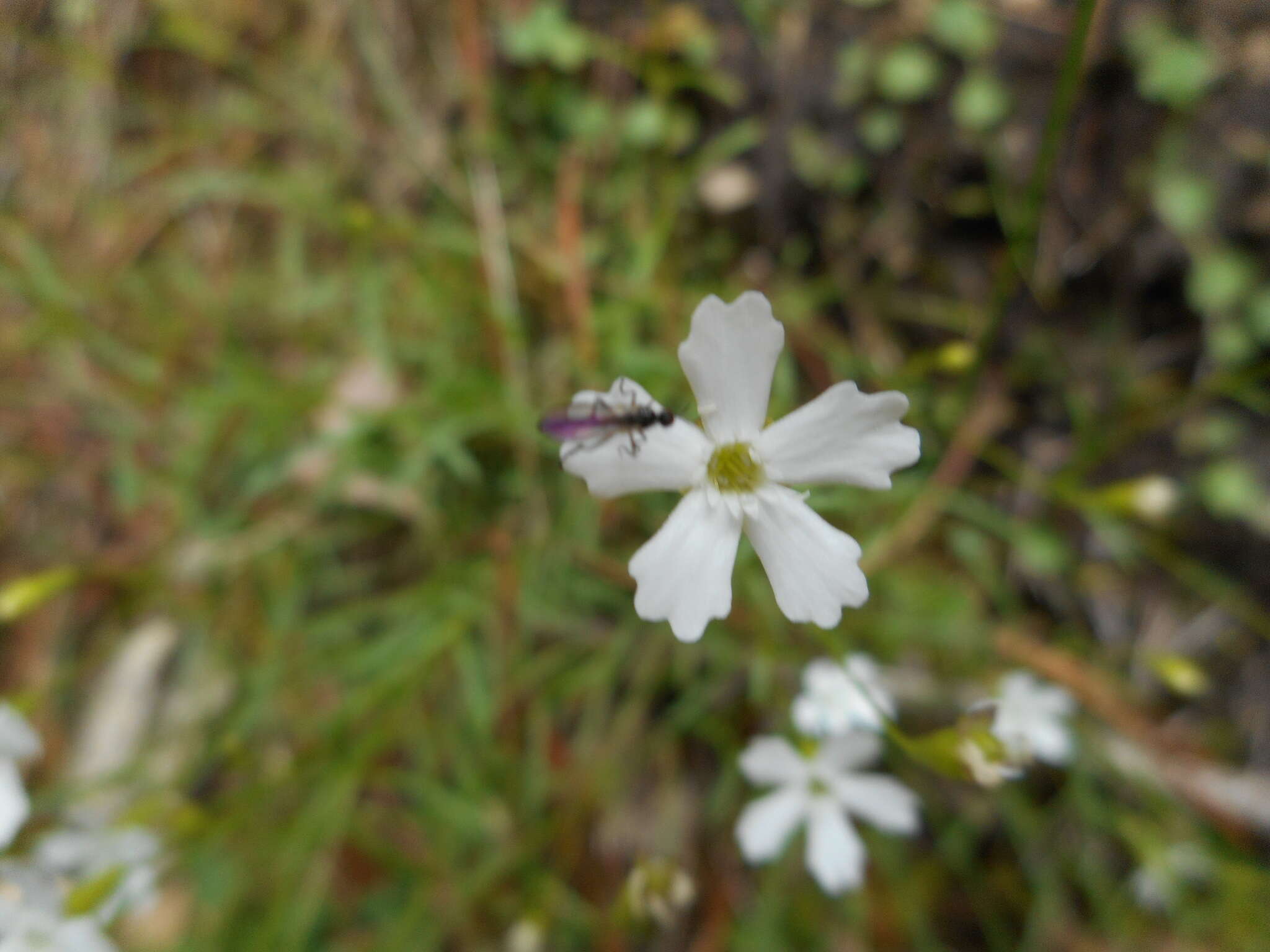 Image de Heliosperma pusillum (Waldst. & Kit.) Rchb.