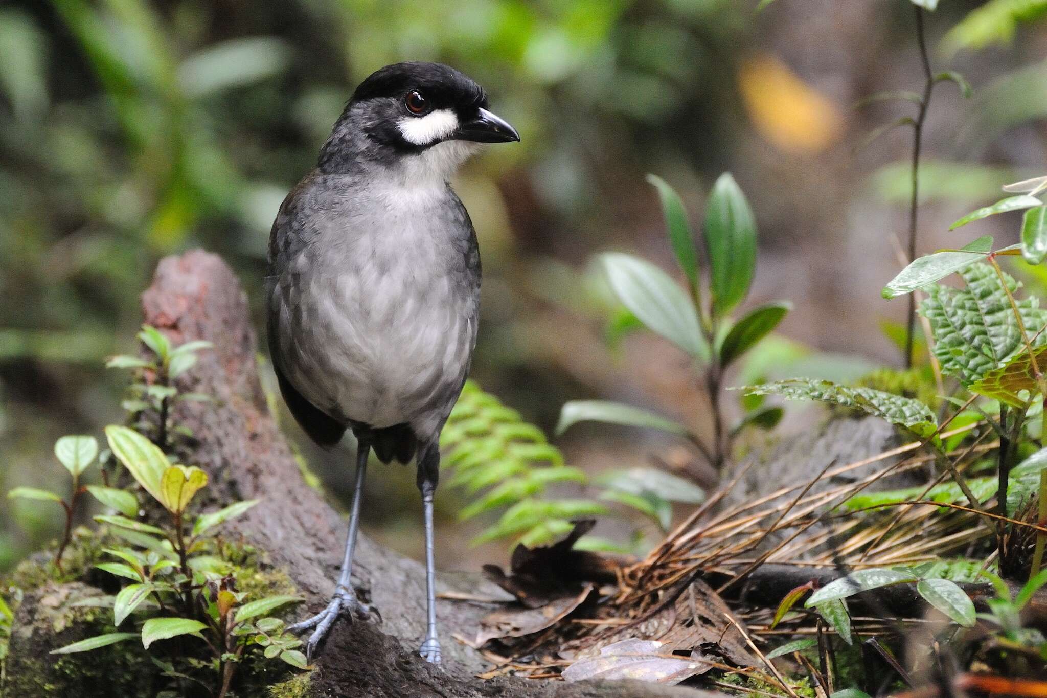 Image of Jocotoco Antpitta