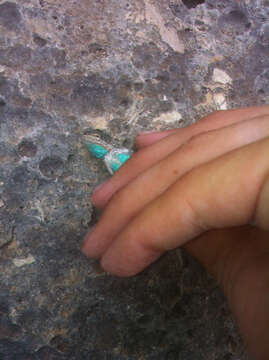 Image of Texas Tree Lizard