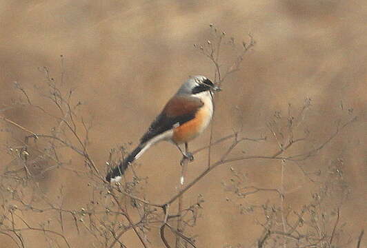 Image of Bay-backed Shrike