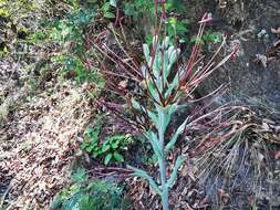 Image of mottled tuberose