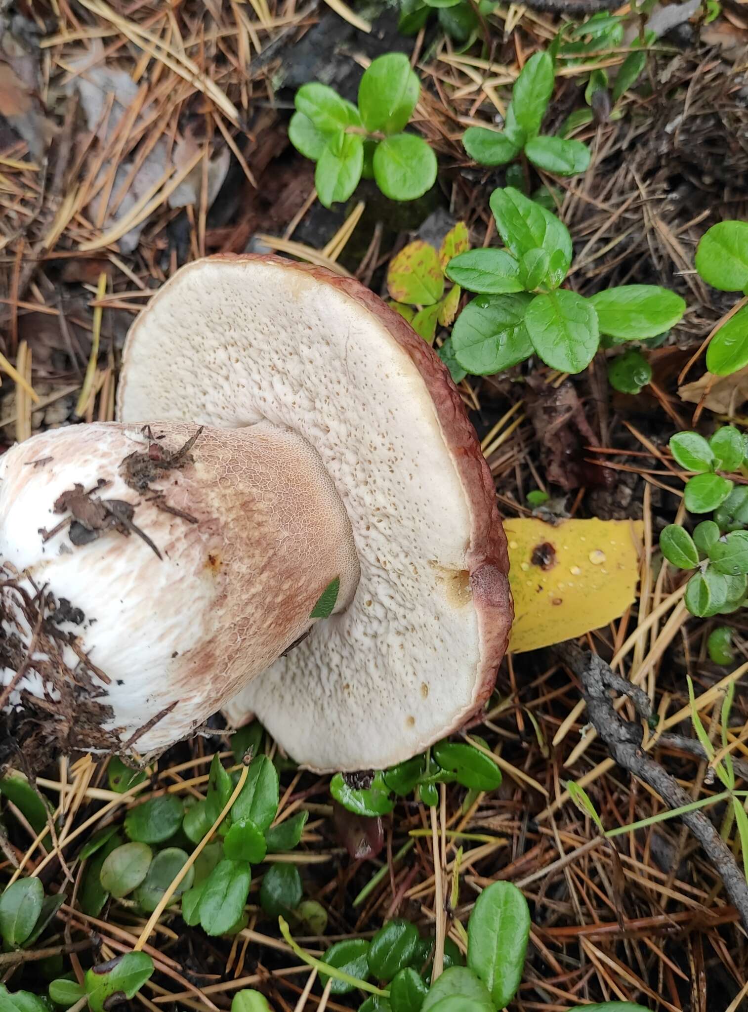 Image of Boletus pinophilus Pilát & Dermek 1973