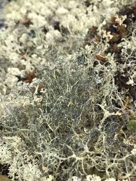 Image of witch's hair lichen