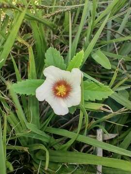 Image of Sida viarum A. St.-Hil.