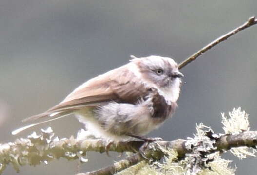 Image of Sooty Bushtit