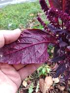 Plancia ëd Amaranthus hypochondriacus L.