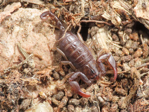 Image of Euscorpius celanus Tropea 2012