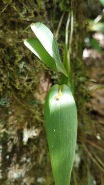 Image of Pleurothallis correllii Luer