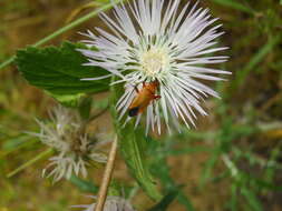 Image of Calocoris nemoralis (Fabricius 1787)