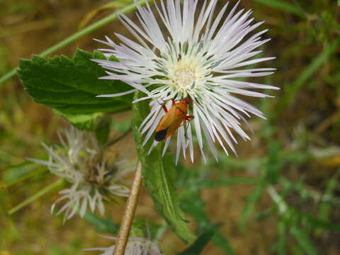 Image de Calocoris nemoralis (Fabricius 1787)