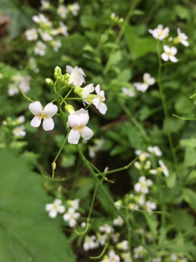 Plancia ëd Arabidopsis halleri (L.) O'Kane & Al-Shehbaz