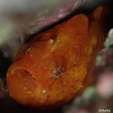 Image of Bandfin frogfish