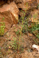 Image of Cleome violacea L.