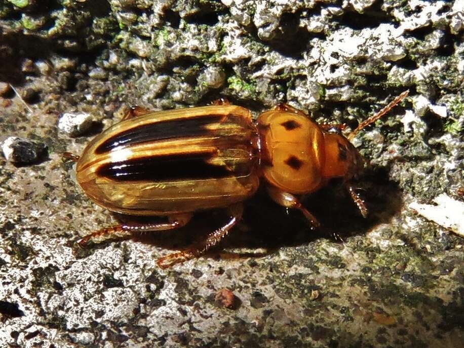 Image of Stenolophus (Agonoderus) lineola (Fabricius 1775)