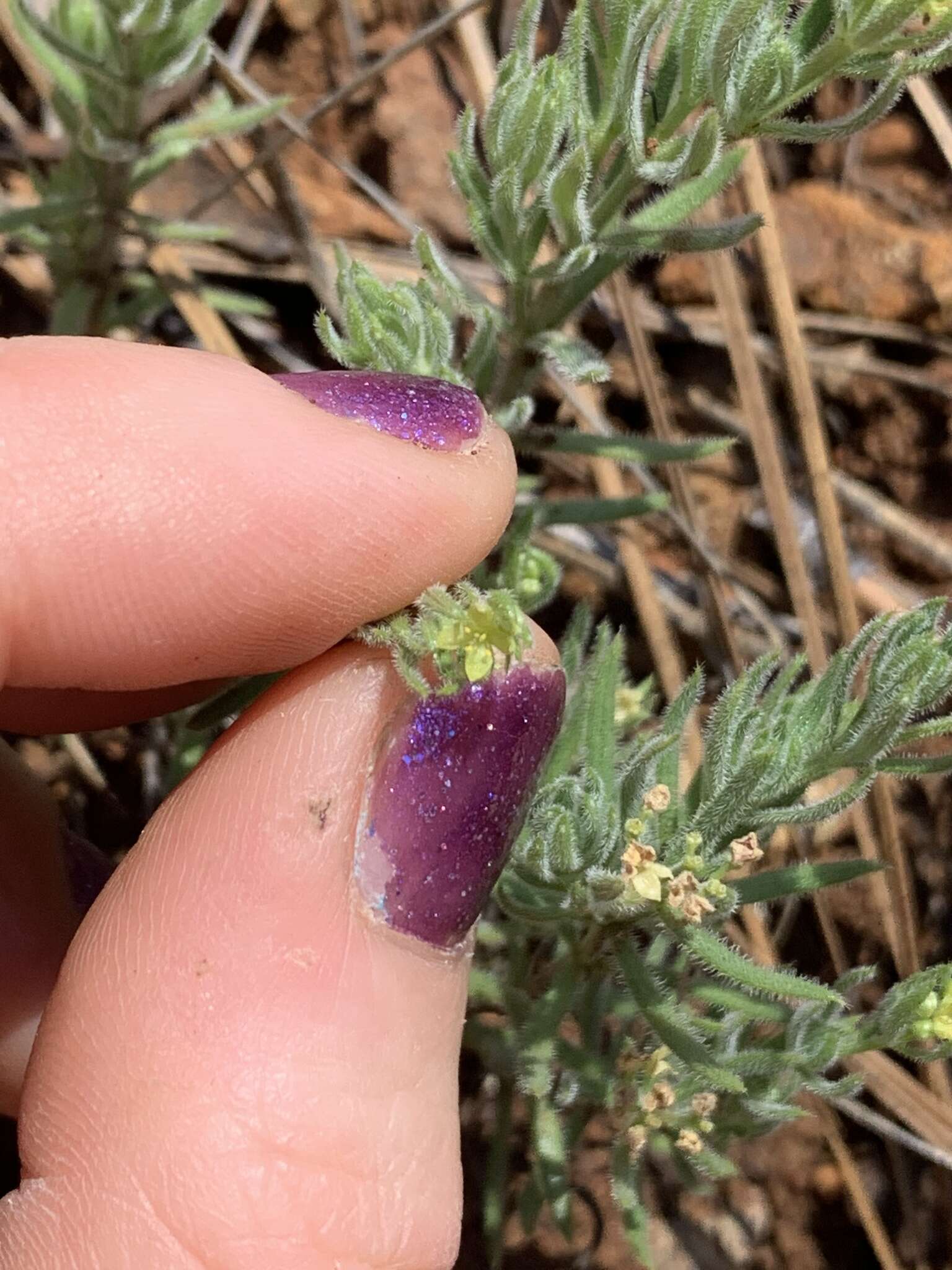 Image of Siskiyou bedstraw