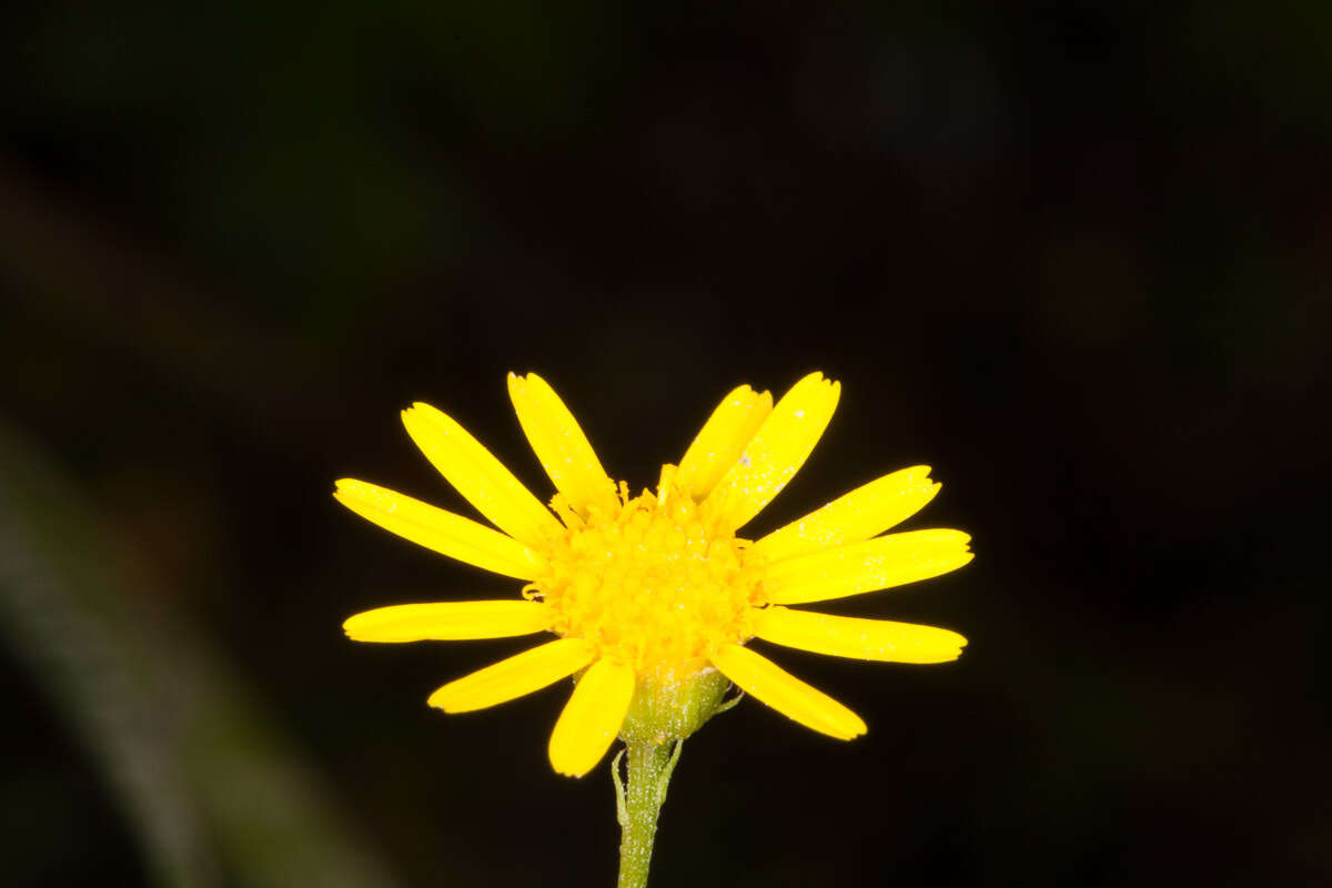 Image of Jacobaea delphiniifolia (Vahl) Pelser & Veldkamp