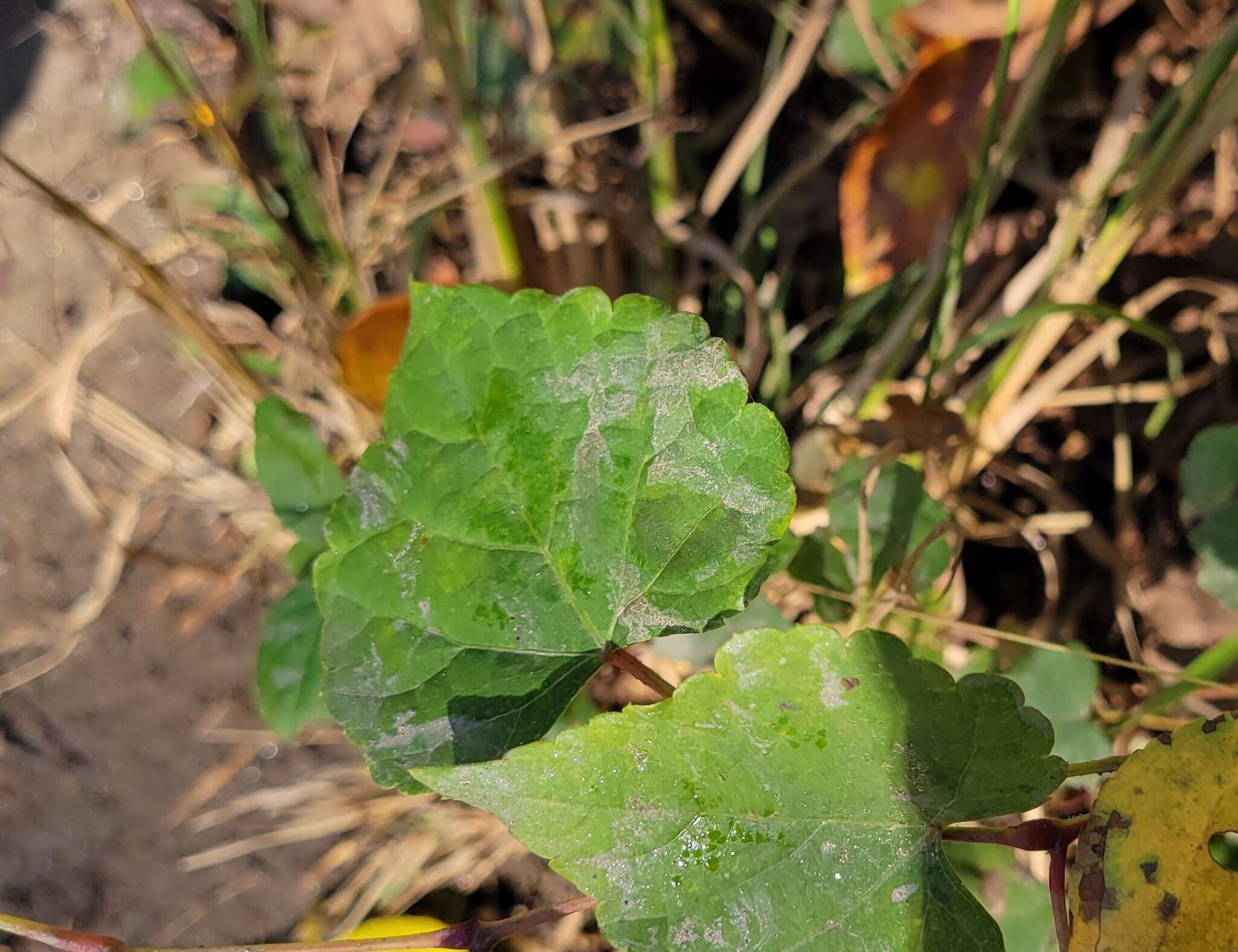 Image of Grape Powdery Mildew