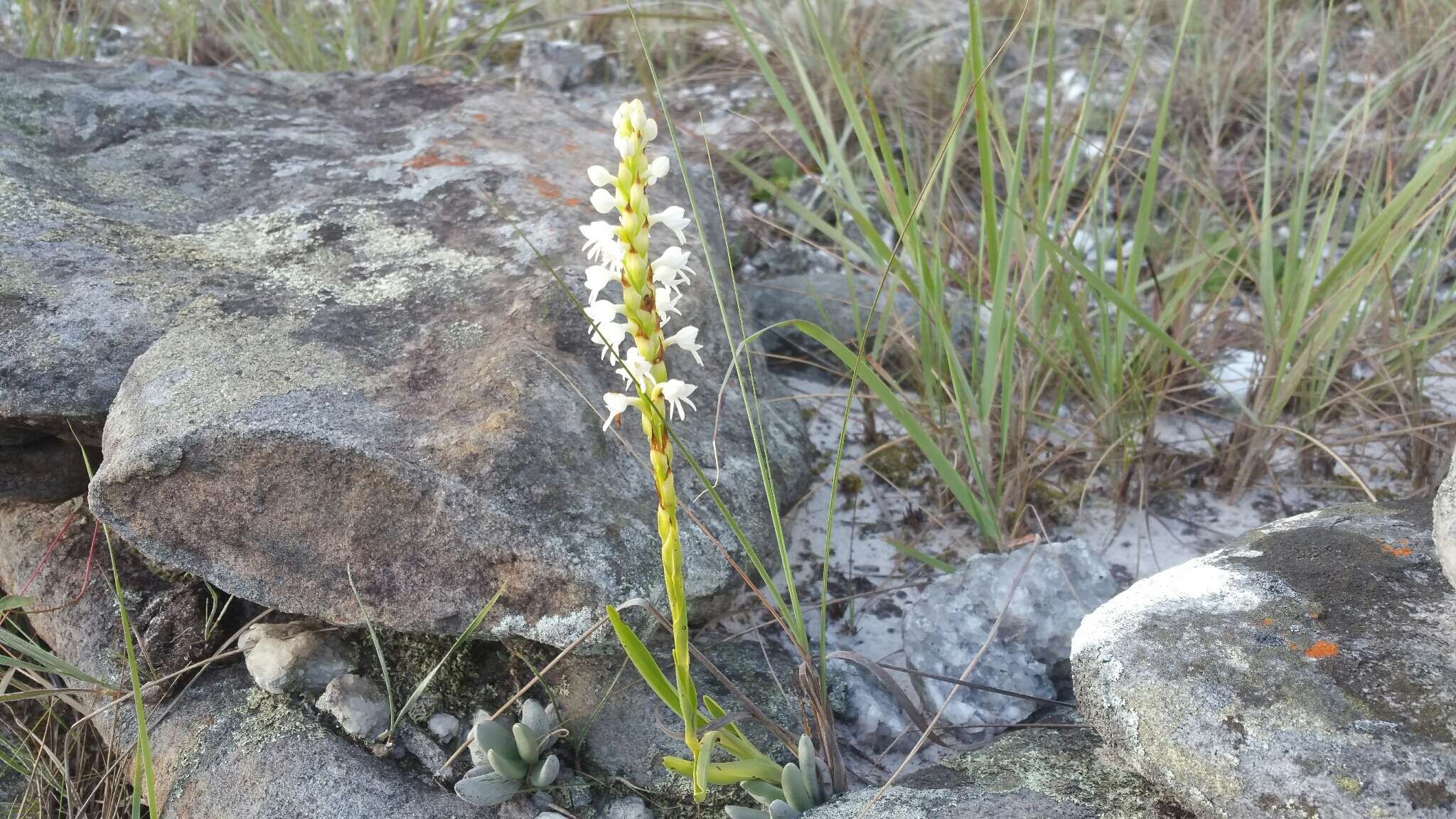 Image of Habenaria monadenioides Schltr.