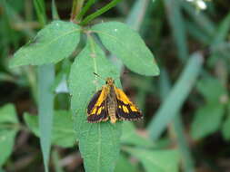 Image of Ampittia dioscorides etura Mabille 1891