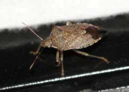 Image of Spined Soldier Bug