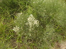 Image of Baccharis notosergila Griseb.