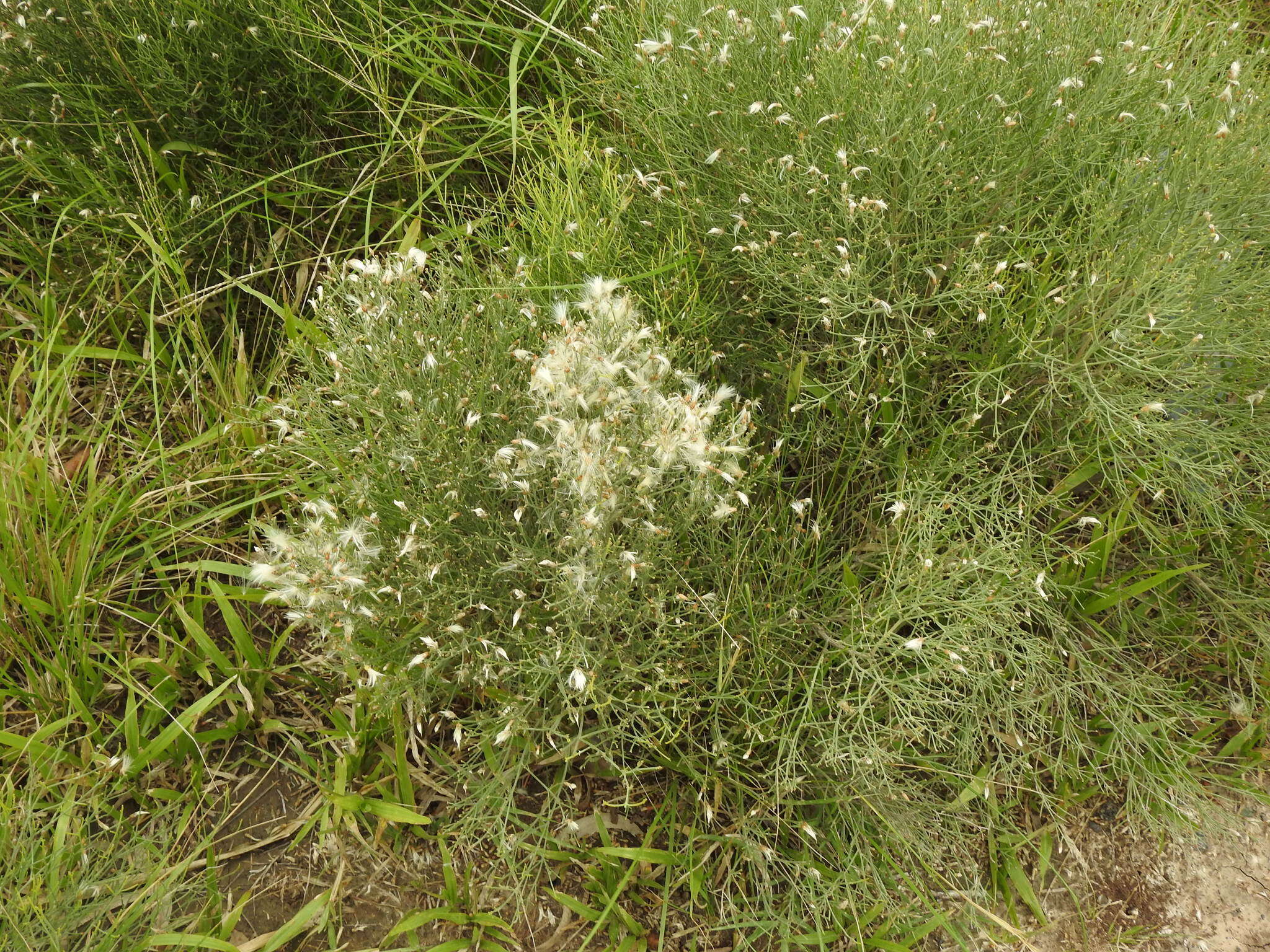 Image of Baccharis notosergila Griseb.