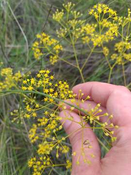 Image of Ferula caspica Bieb.