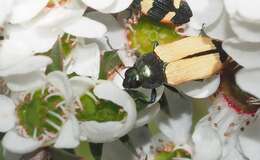 Image of Castiarina fossoria (Carter 1927)