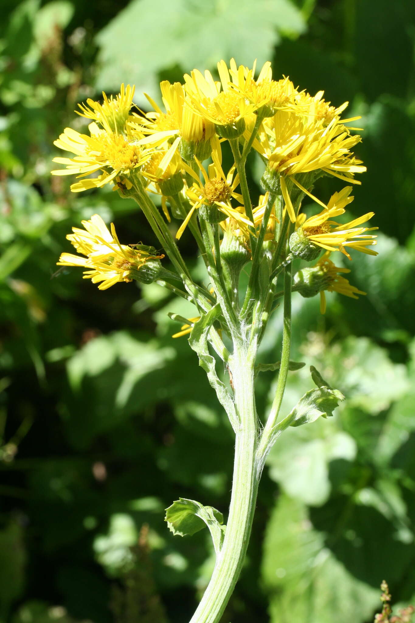 Imagem de Tephroseris balbisiana (DC.) Holub