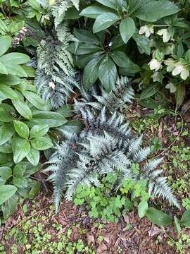 Image de Athyrium niponicum (Mett) Hance