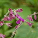 Sivun Salvia raymondii J. R. I. Wood kuva