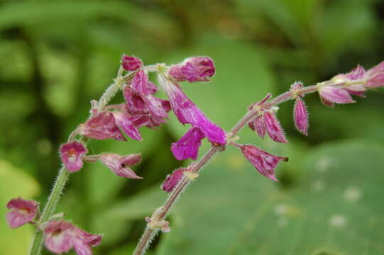 Image of Salvia raymondii J. R. I. Wood