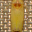 Image of Empoa (Empoa) saffrana (McAtee 1926)